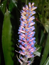 Matchstick Bromeliad, Matchstick Plant, Aechmea gamosepala
